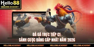 Đá Gà Trực Tiếp C1 - Sảnh Cược Đẳng Cấp Nhất Năm 2026